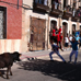 foto de los novillos